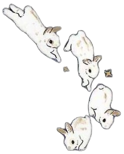 Bunny